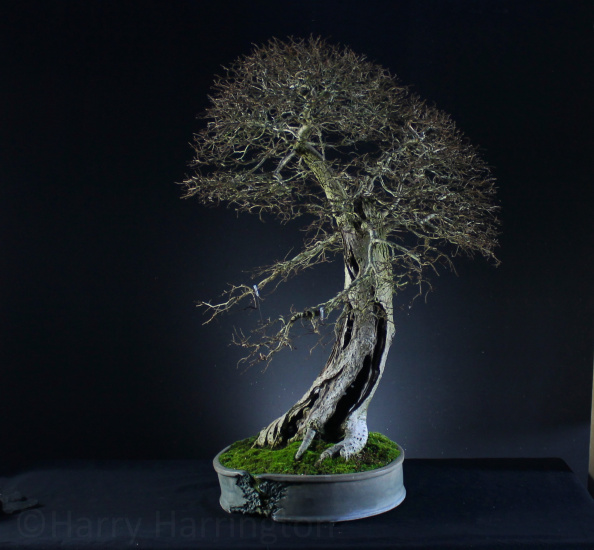 elm bonsai
